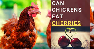 Can Chickens Eat Cherries